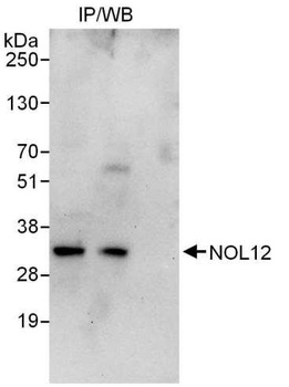 Rabbit anti-NOL12 Antibody