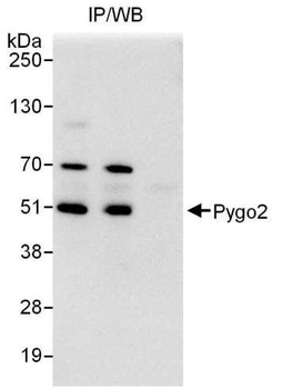 Rabbit anti-Pygo2 Antibody