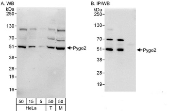 Pygo2 Antibody