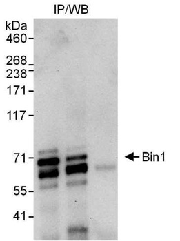 Rabbit anti-Bin1 Antibody