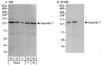 Rabbit anti-Importin 7 Antibody