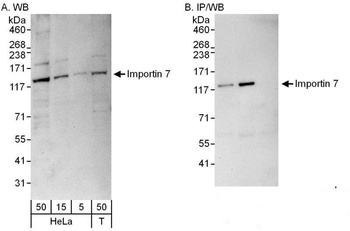 Rabbit anti-Importin 7 Antibody