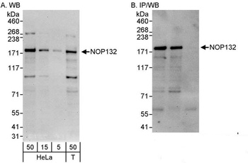 Rabbit anti-NOP132 Antibody