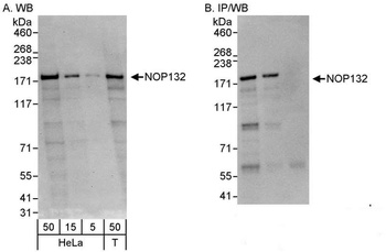 NOP132 Antibody