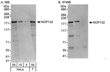 Rabbit anti-NOP132 Antibody