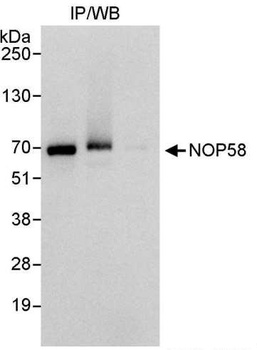 Rabbit anti-NOP58 Antibody