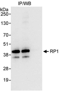 RP1 Antibody