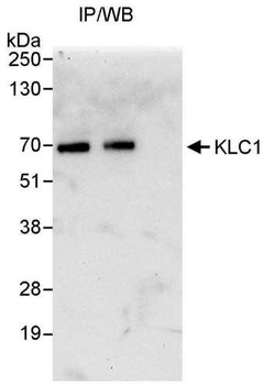 Rabbit anti-KLC1 Antibody