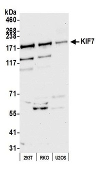 Rabbit anti-KIF7 Antibody