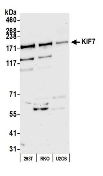 KIF7 Antibody