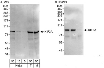 Rabbit anti-KIF3A Antibody
