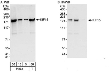 Rabbit anti-KIF15 Antibody