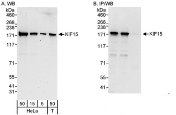 Rabbit anti-KIF15 Antibody