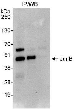 JunB Antibody
