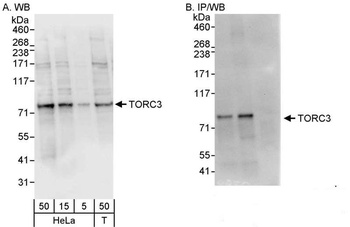 Rabbit anti-TORC3 Antibody