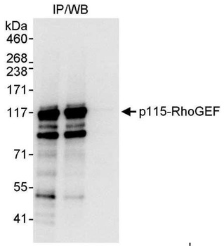 p115-RhoGEF Antibody