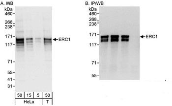 Rabbit anti-ERC1 Antibody