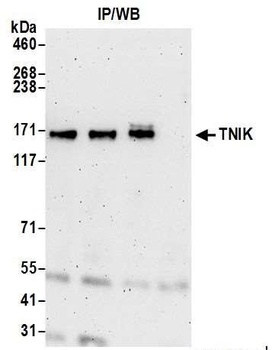Rabbit anti-TNIK Antibody