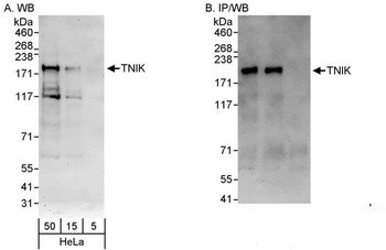 Rabbit anti-TNIK Antibody