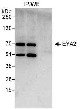 Rabbit anti-EYA2 Antibody