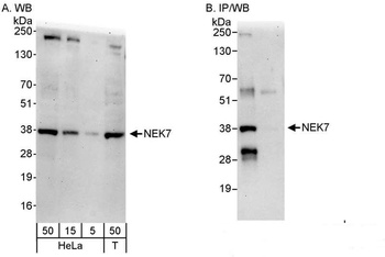 Rabbit anti-NEK7 Antibody