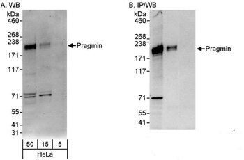 Rabbit anti-Pragmin Antibody