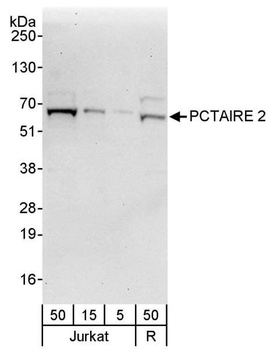 Rabbit anti-PCTAIRE 2 Antibody