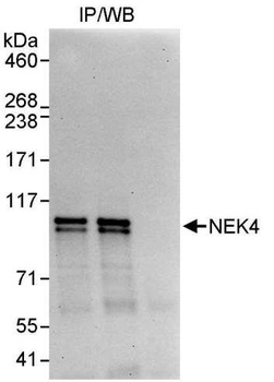 Rabbit anti-NEK4 Antibody