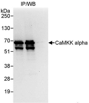Rabbit anti-CaMKK alpha Antibody