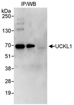 Rabbit anti-UCKL1 Antibody