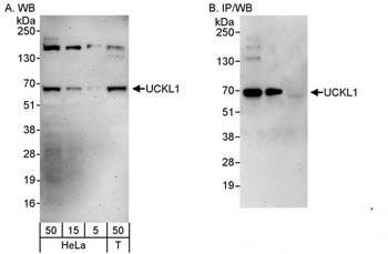 Rabbit anti-UCKL1 Antibody