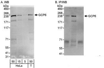 Rabbit anti-GCP6 Antibody