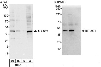 Rabbit anti-IMPACT Antibody