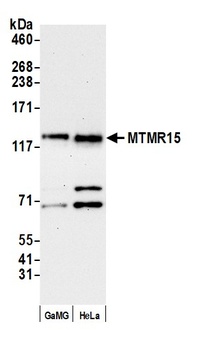 MTMR15 Antibody