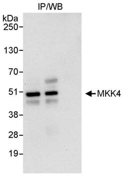 MKK4 Antibody