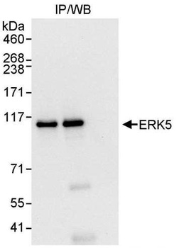 Rabbit anti-ERK5 Antibody