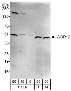 Rabbit anti-WDR12 Antibody