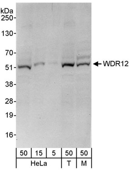 Rabbit anti-WDR12 Antibody