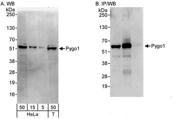 Rabbit anti-Pygo1 Antibody