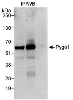 Rabbit anti-Pygo1 Antibody