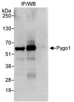 Pygo1 Antibody