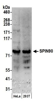 SPIN90 Antibody