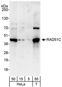 RAD51C Antibody