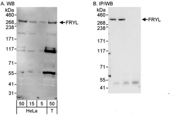Rabbit anti-FRYL Antibody
