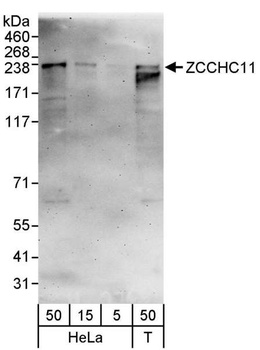 ZCCHC11 Antibody