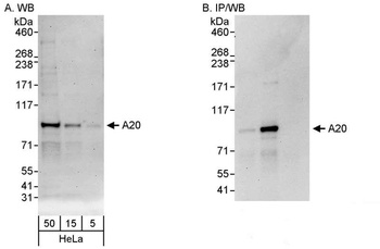 Rabbit anti-A20 Antibody