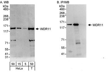 Rabbit anti-WDR11 Antibody