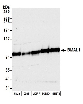 BMAL1 Antibody