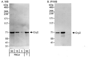 Rabbit anti-Cry2 Antibody