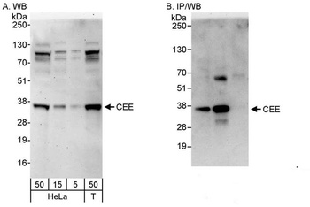 Rabbit anti-CEE Antibody